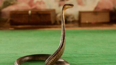 Tourist dies at luxury resort after cobra from snake show climbs up pants, bites him: police
