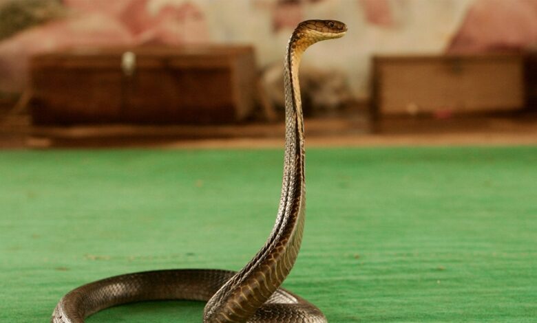 Tourist dies at luxury resort after cobra from snake show climbs up pants, bites him: police