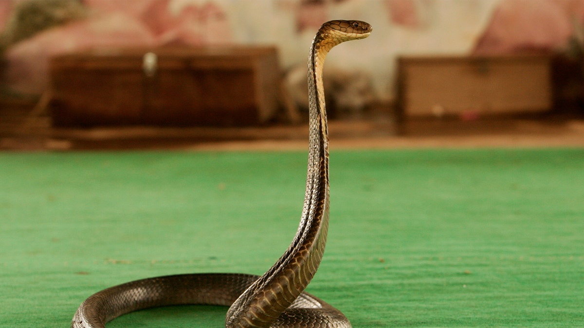 Tourist dies at luxury resort after cobra from snake show climbs up pants, bites him: police