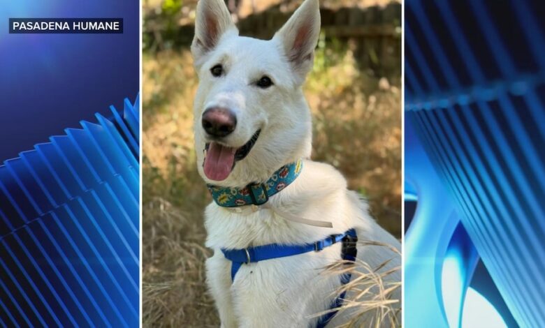 Video A pup’s new home after surviving the Eaton fire