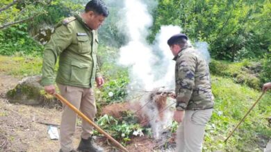A police-revenue team destroys poppy crop in remote area   – Pioneer Edge | Uttarakhand News in English | Dehradun News Today| News Uttarakhand | Uttarakhand latest news