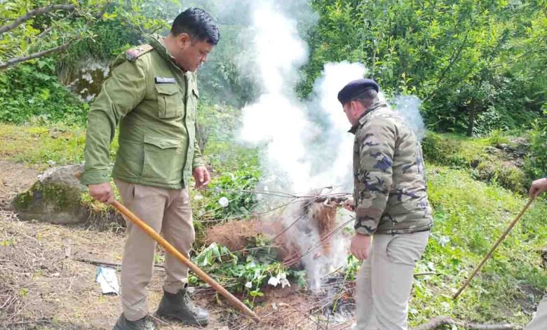 A police-revenue team destroys poppy crop in remote area   – Pioneer Edge | Uttarakhand News in English | Dehradun News Today| News Uttarakhand | Uttarakhand latest news