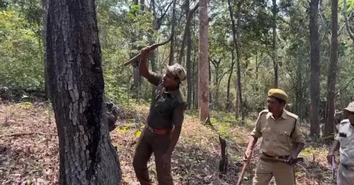 Across the Arid Thar to Tamil Forests, These Incredible Trees Turn Their Trunks Into Natural Water Tanks