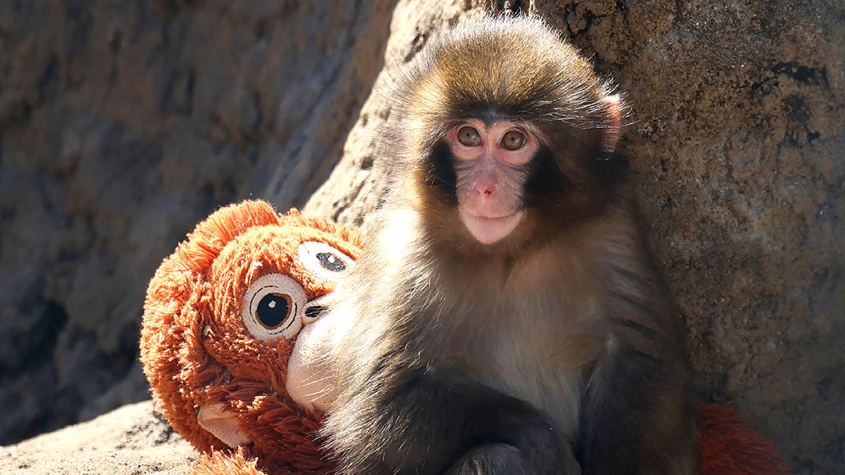 American tourists arrested in Japan after alleged break-in at viral monkey Punch’s enclosure
