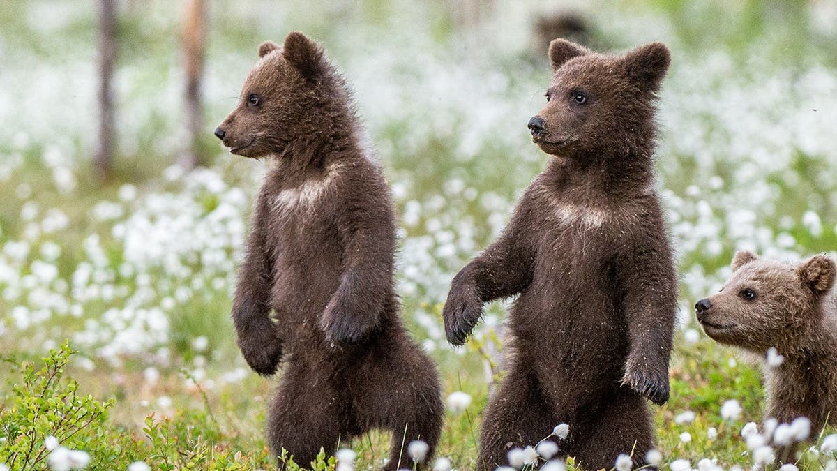 Bear cubs spar on woman’s front porch in adorable viral nature video, reactions pour in