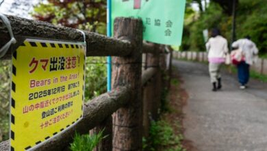 Bear kills woman in Japan, 2 more deadly attacks suspected