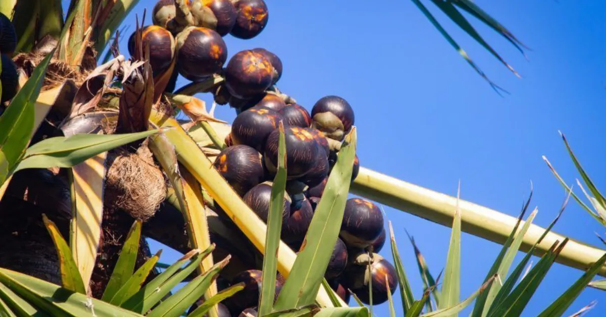 Before Soft Drinks, There Was Tadgola: The Summer Fruit That Cools You Naturally