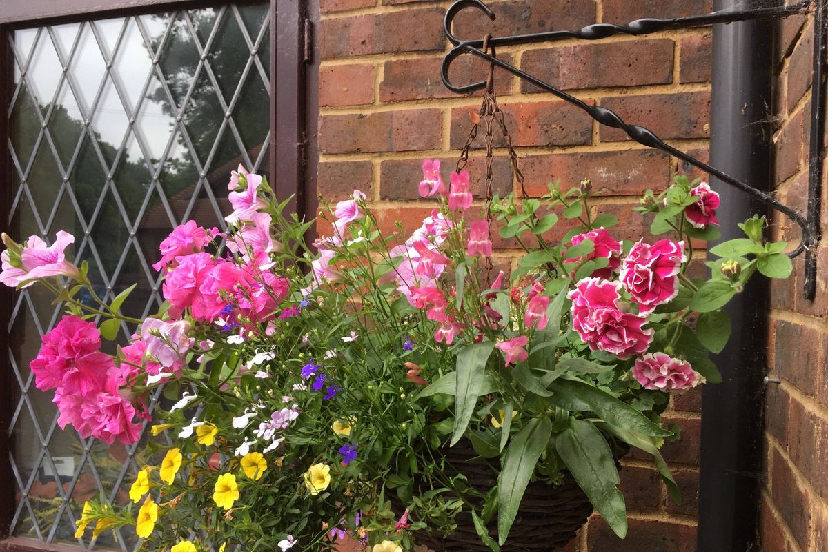 Best time to water hanging baskets to keep them thriving all summer
