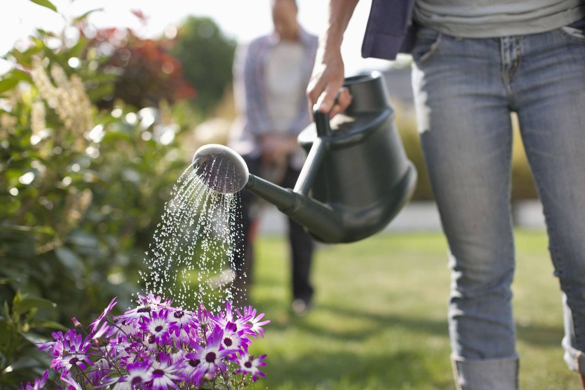 Best time to water plants in summer so you don’t kill them – it’s not the morning