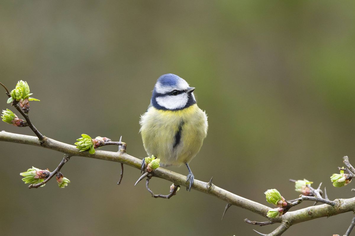 Blue tits flocked to my garden after I made this one simple change