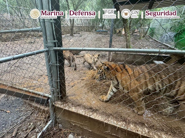 Cartel figure captured in Mexico as authorities recover drugs, guns and 7 tigers