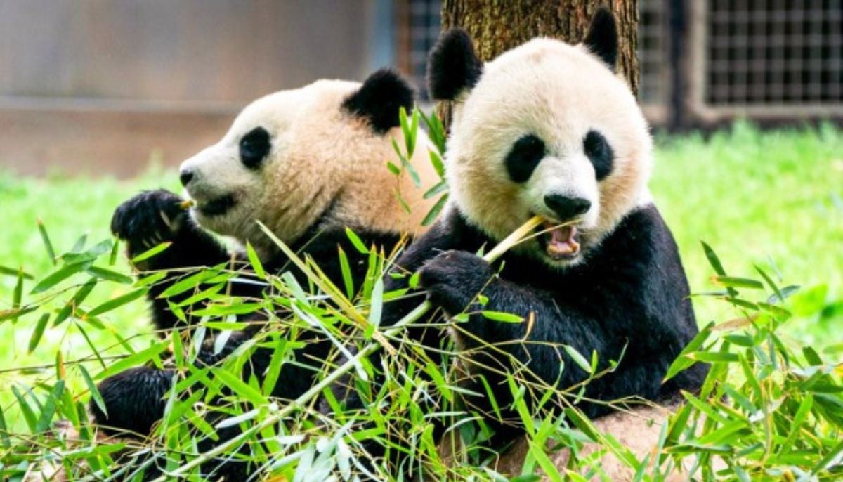 China to send two more pandas to US to strengthen US-China ties