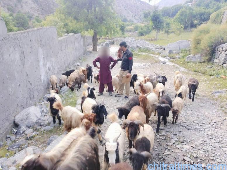 Chitral Times – لوئر چترال پولیس نے بڑی تعداد میں مال مویشی ڈاؤن ڈسٹرکٹ سمگل کرنے کی کوشش ناکام بنادی