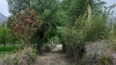 Chitral Times – پرنس رحیم آغاخان کی متوقع آمد؛ مستوج میں صفائی و خوبصورتی مہم جاری، بین المسالک ہم آہنگی کی عمدہ مثال