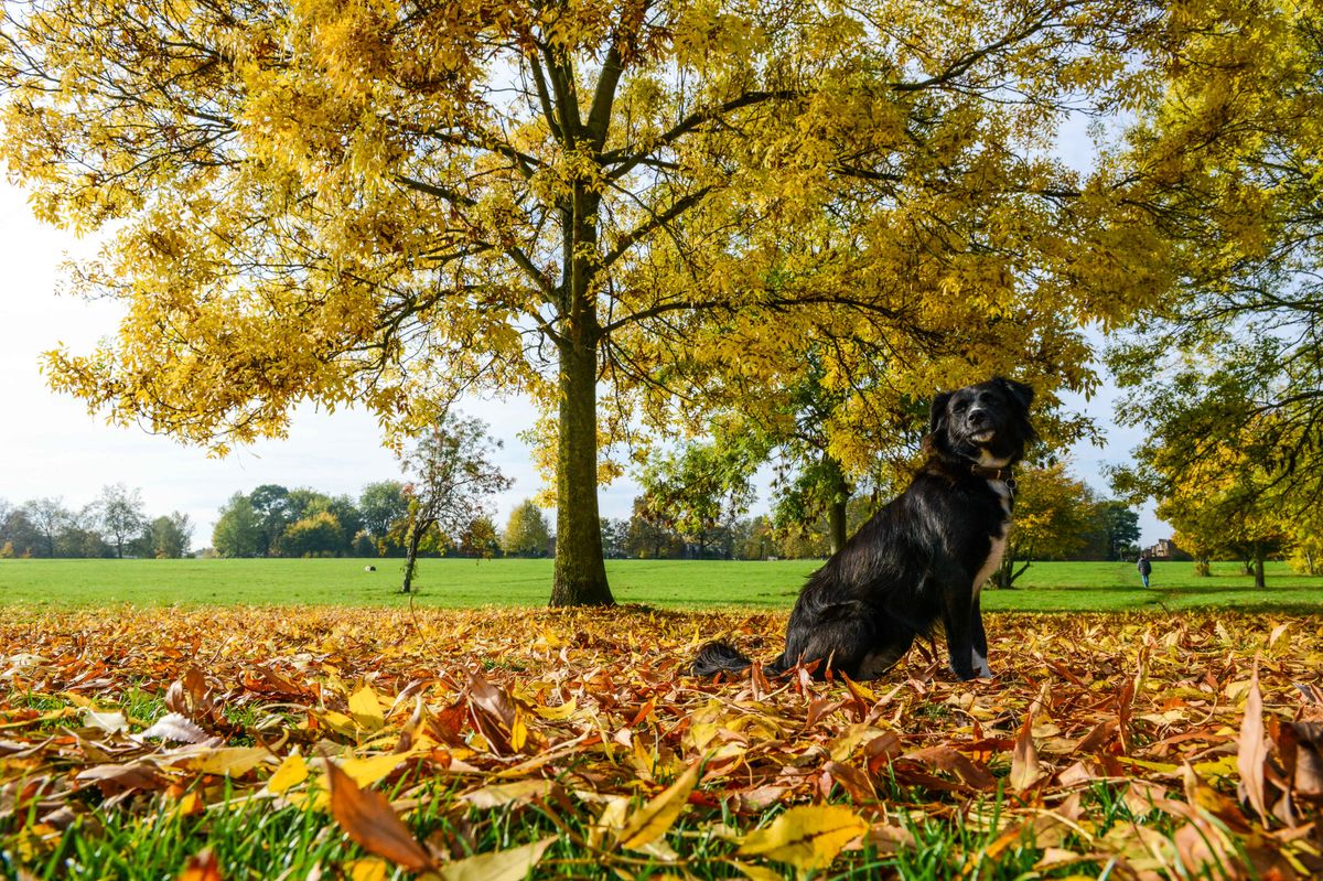 Dog fouling and littering fines rising to €250 from September