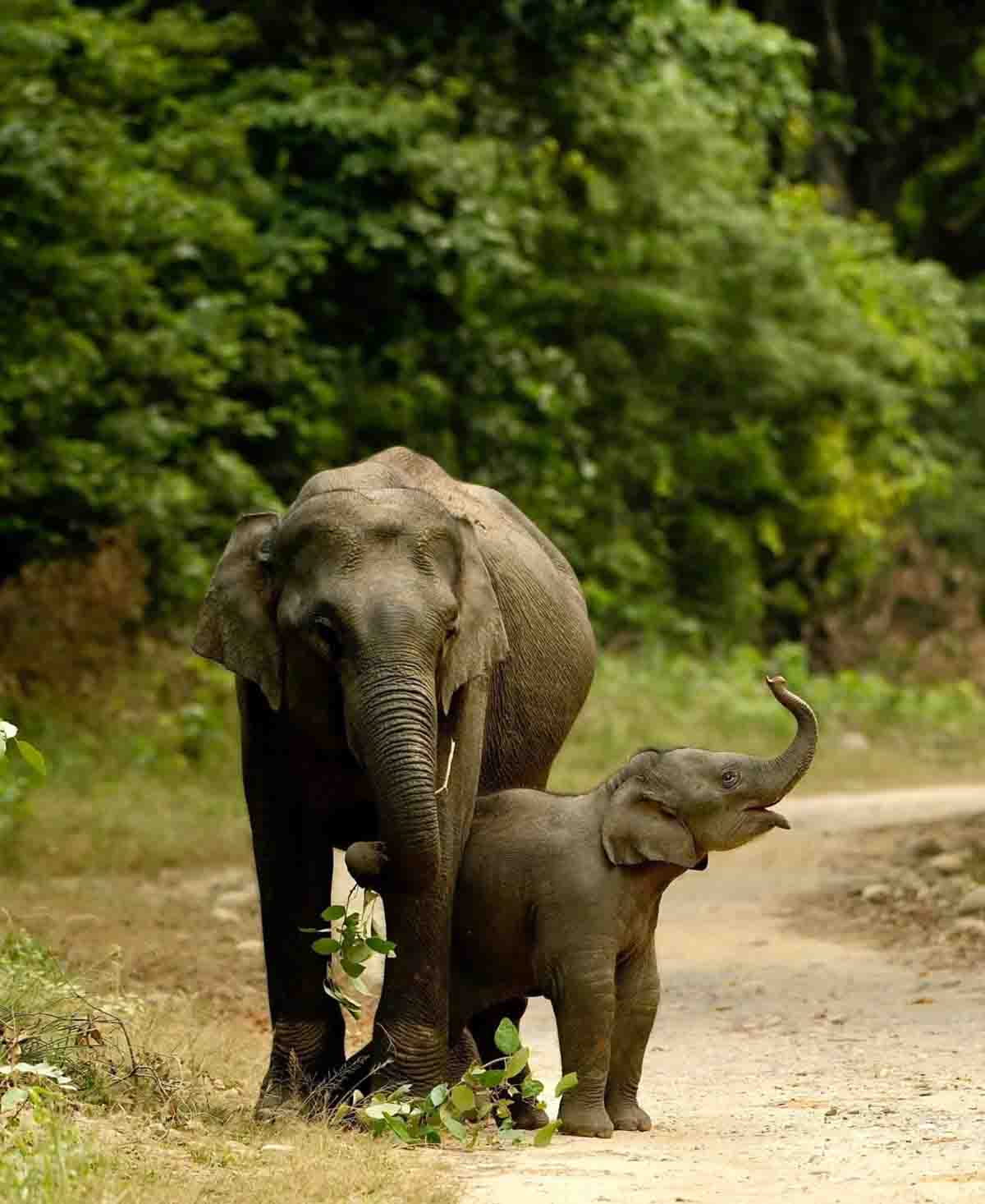 Elephant census resumes in Corbett after 6 years – Pioneer Edge | Uttarakhand News in English | Dehradun News Today| News Uttarakhand | Uttarakhand latest news