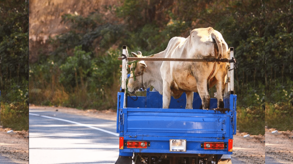 Entry of Animal Transport Vehicles Banned on Motorways Ahead of Eid Ul Adha