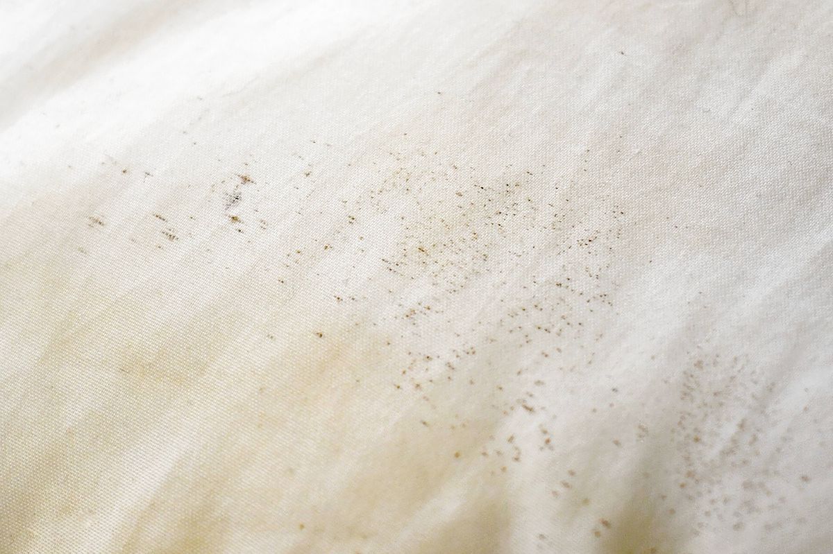 Expert shares red flag bed bug signs you should never ignore
