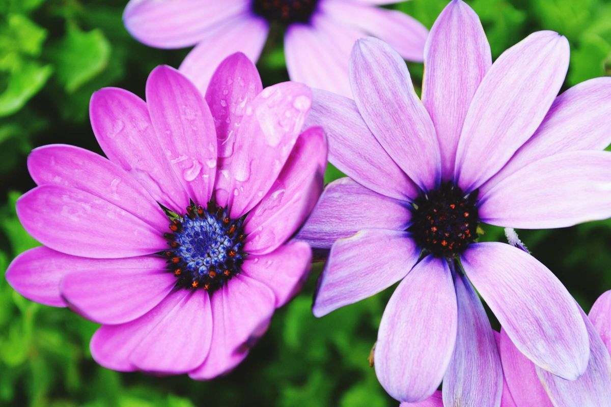 Expert urges gardeners to plant one ‘easy’ flower now for ‘summer of colour’