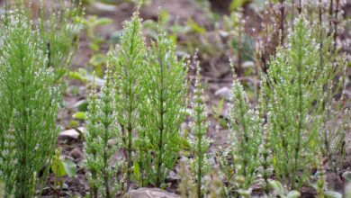 Expert warns about ‘dinosaur’ plant appearing in Irish gardens — and what it’s trying to tell you