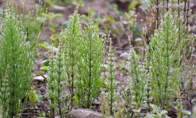 Expert warns about ‘dinosaur’ plant appearing in Irish gardens — and what it’s trying to tell you