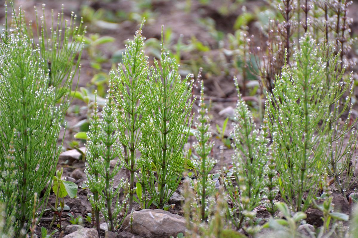 Expert warns about ‘dinosaur’ plant appearing in Irish gardens — and what it’s trying to tell you
