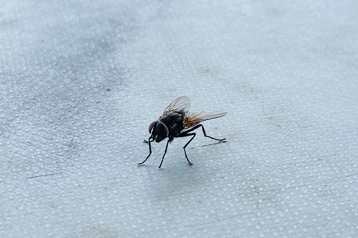 Flies will stay away from your home all summer with two items beside windows