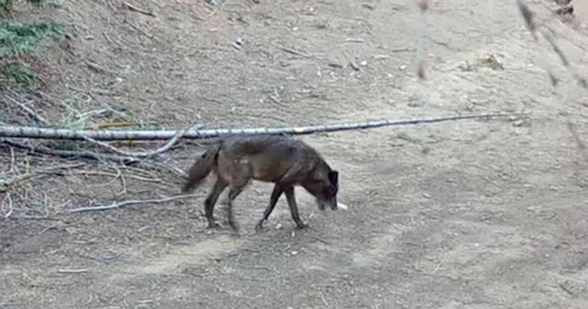For the first time in a century, a gray wolf entered Sequoia National Park. She’s traveled hundreds of miles to get there