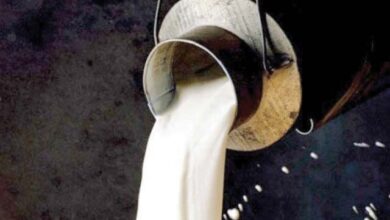 Govt urged to slash milk taxes to boost formal sector revenue