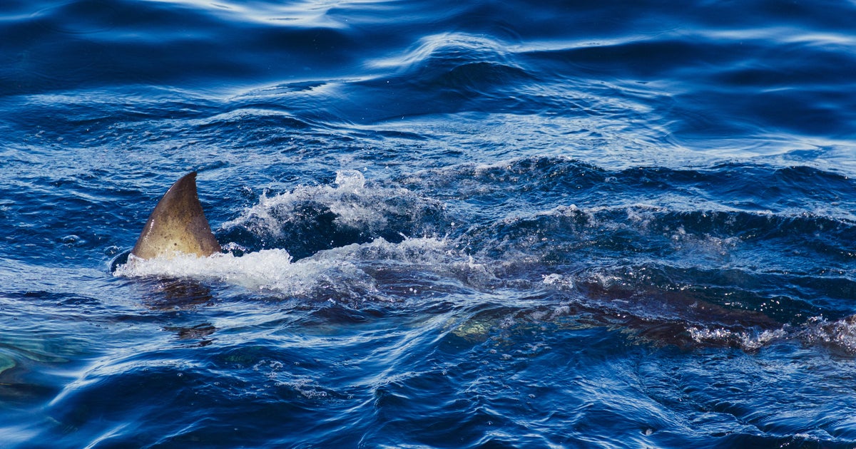 Great white shark kills spearfishing diver in Australia: