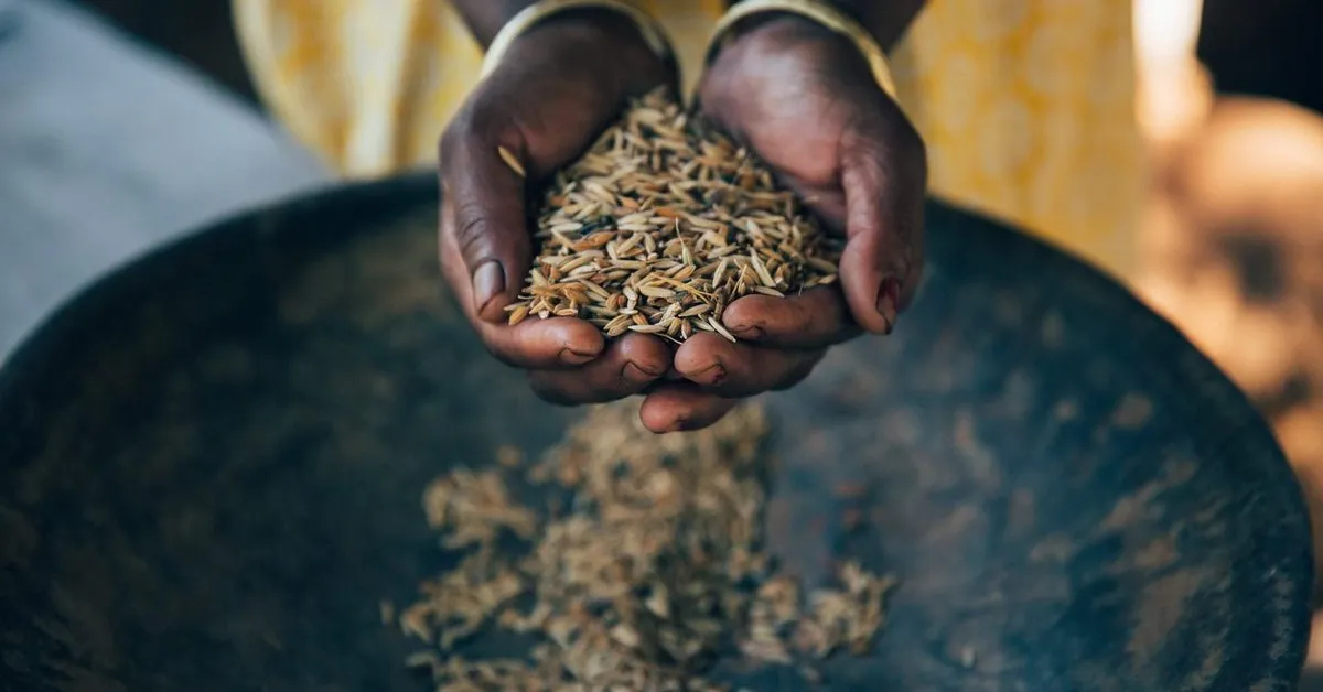 How 1500 Sundarbans Farmers Are Reviving 192 Native Rice Varieties for Cyclone-Hit Soil