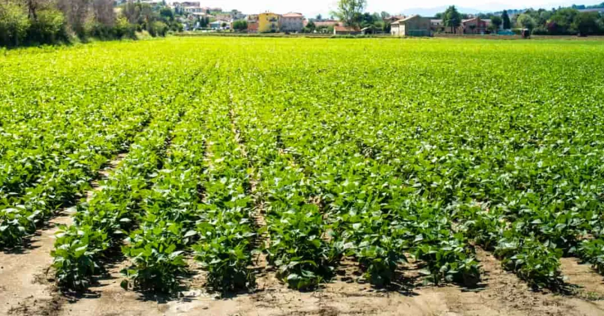 How Farmers Can Grow Black Gram for Higher Yields Using Practical Field Methods