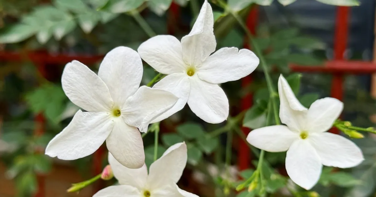 How To Grow Jasmine At Home In Warm Summer Months