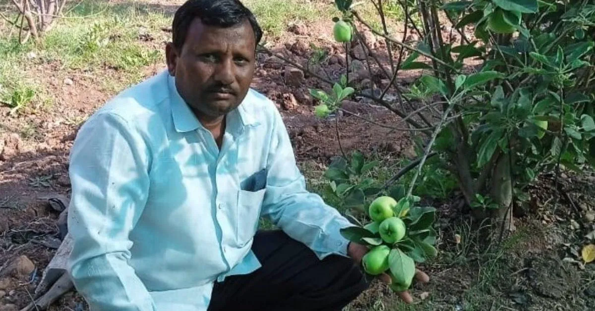 How to Grow Apples in Hot Climate? Award-Winning Farmers Reap Success With Unique Variety