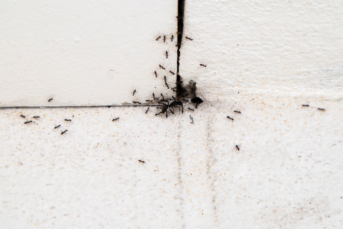 How to protect your home from pests as numbers will surge due to warm weather