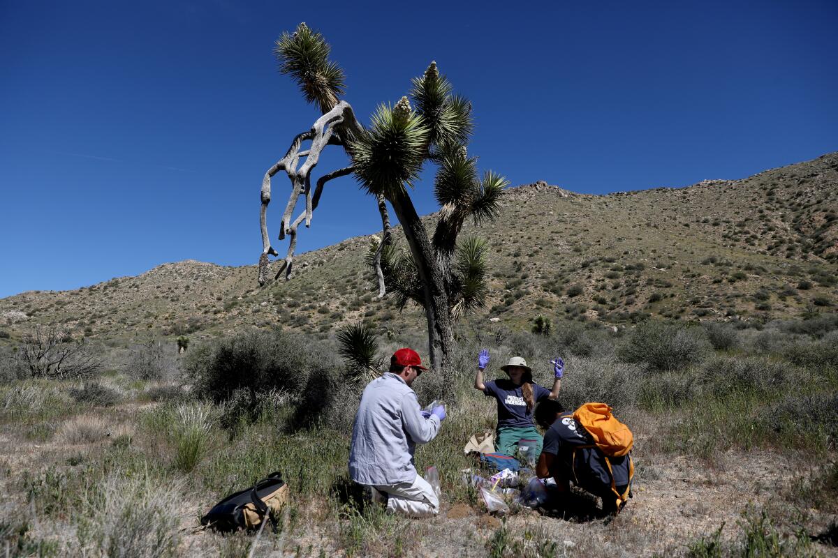Humans are killing California Joshua trees. Can fungi save them?