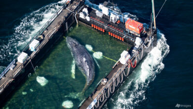Humpback whale ‘Timmy’ released in the North Sea after weeks stranded off Germany