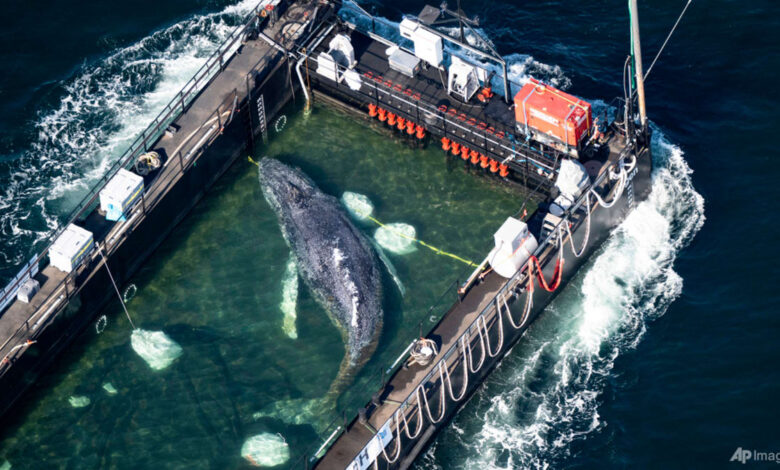 Humpback whale ‘Timmy’ released in the North Sea after weeks stranded off Germany