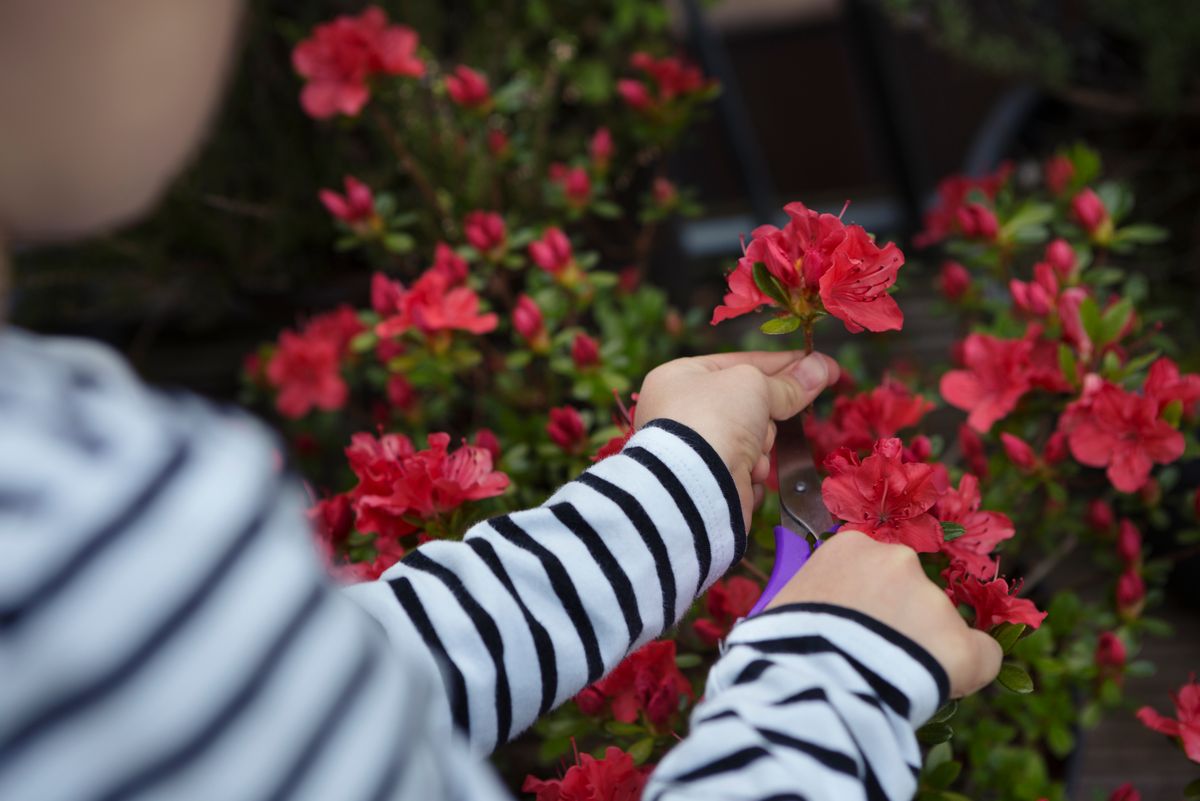 ‘I was King Charles’ gardener and this is my secret for transforming flowers this summer’
