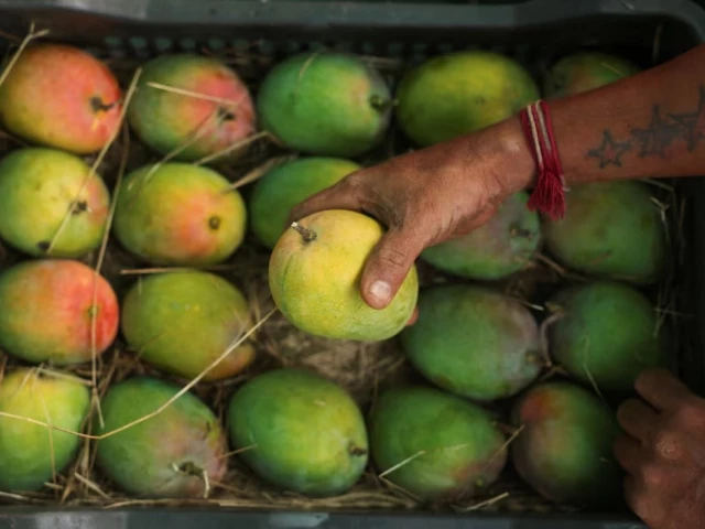 India’s prized Alphonso mango crop ruined by weather | The Express Tribune