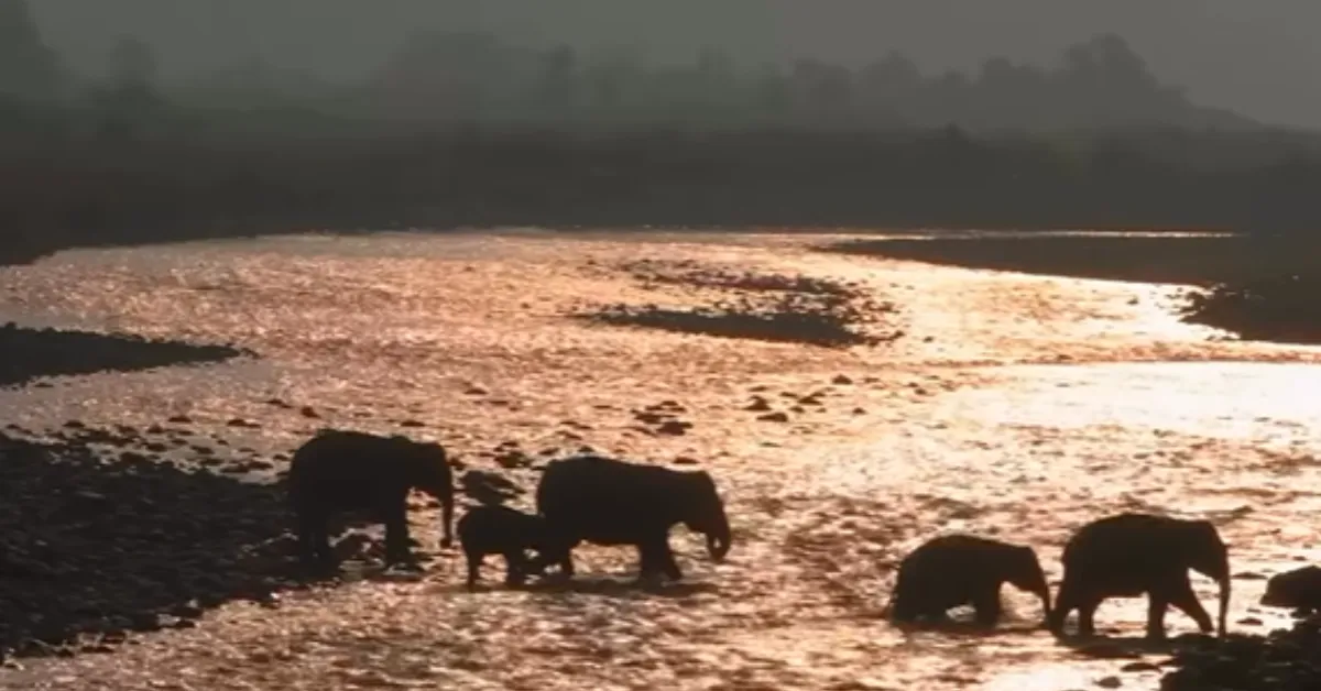 Inside the 80-Day Journey of a Mother Elephant Mourning Her Calf in Corbett