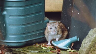 Irish expert warns rats are ‘in 100% of gardens’ and shares easy tip to deter them