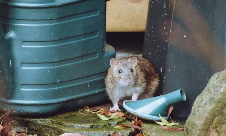 Irish expert warns rats are ‘in 100% of gardens’ and shares easy tip to deter them