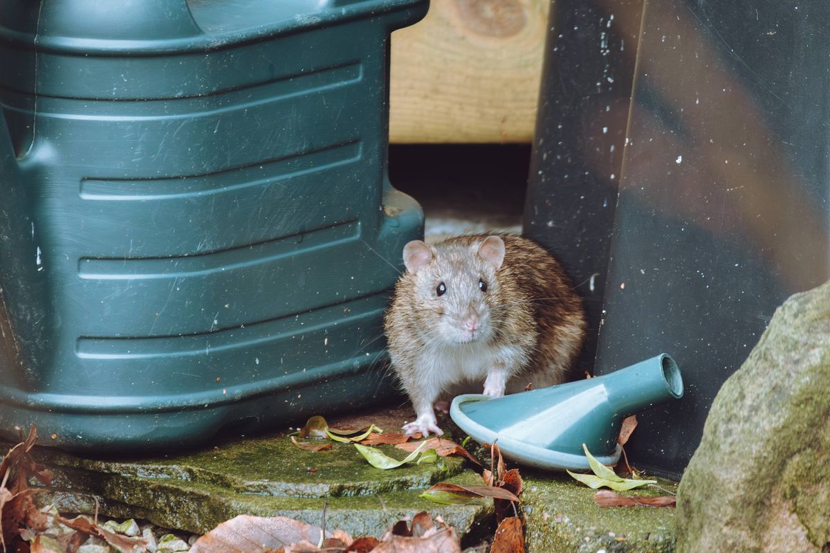 Irish expert warns rats are ‘in 100% of gardens’ and shares easy tip to deter them