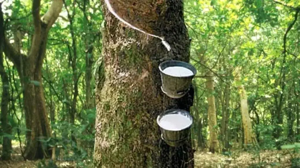 Japan rubber futures decline after speculative rally tempers demand