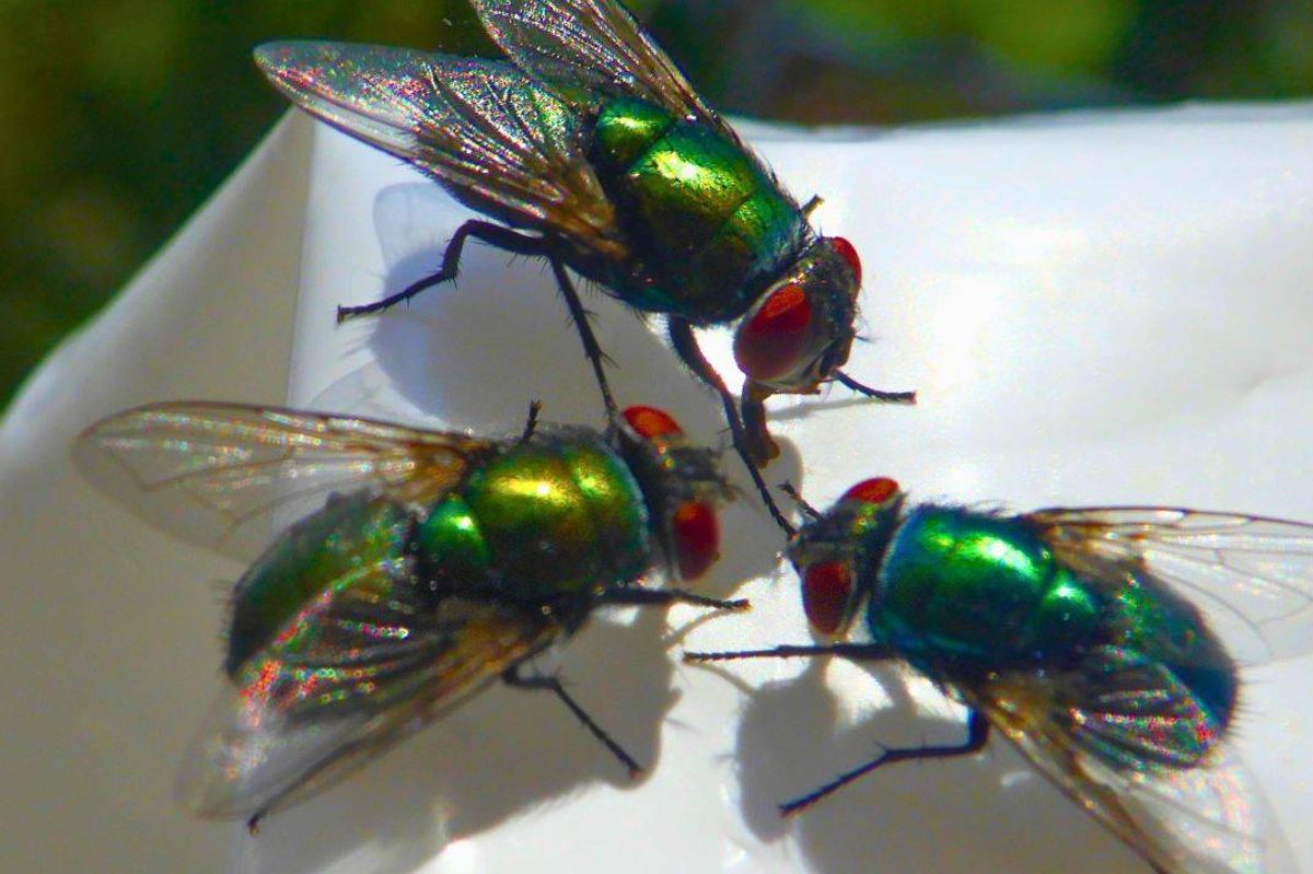 Keeps flies out of your home all summer with 30-second task