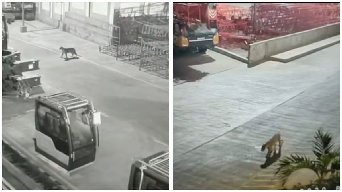 Leopard was spotted inside the Mercedes-Benz manufacturing plant in Pune