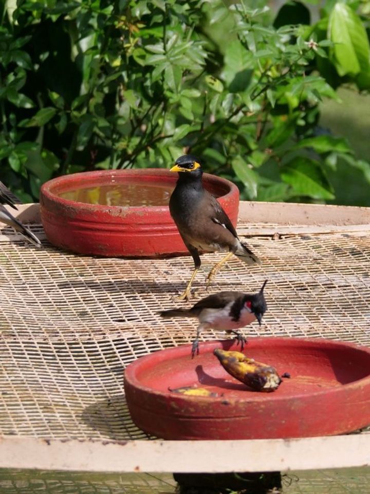 Make a Homemade Bird Water Station With Children to Help Sparrows Through Peak Summer Heat