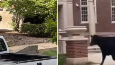 Massive cow runs free on University of Illinois campus after escaping transport, wild video shows