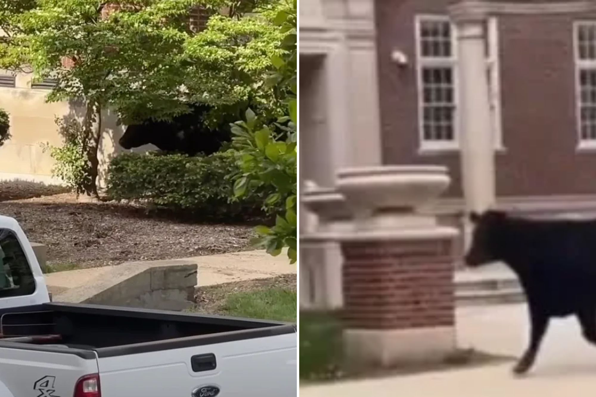 Massive cow runs free on University of Illinois campus after escaping transport, wild video shows